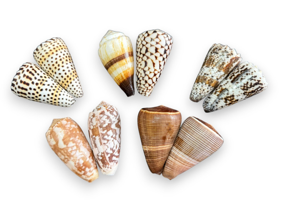 CONUS VARIADOS 07-08cm pack 25