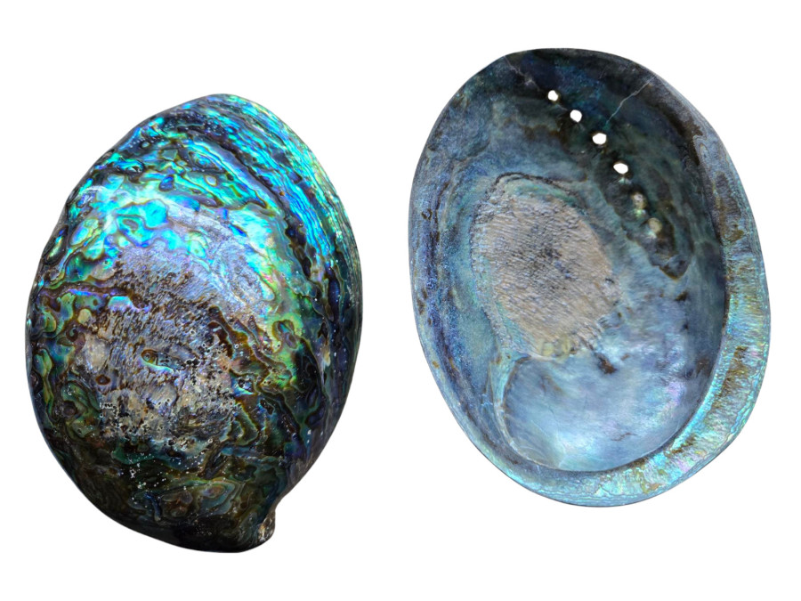 HALIOTIS IRIS PAWA 2 MEDIDAS