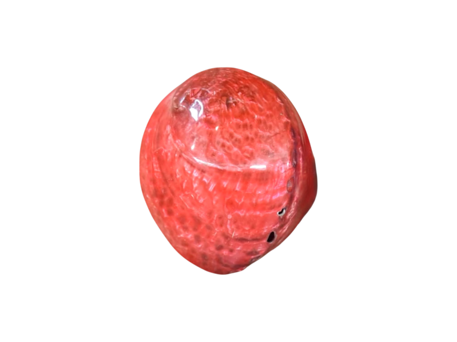 HALIOTIS CARRUGATA COLOR ROJO 11-12cm