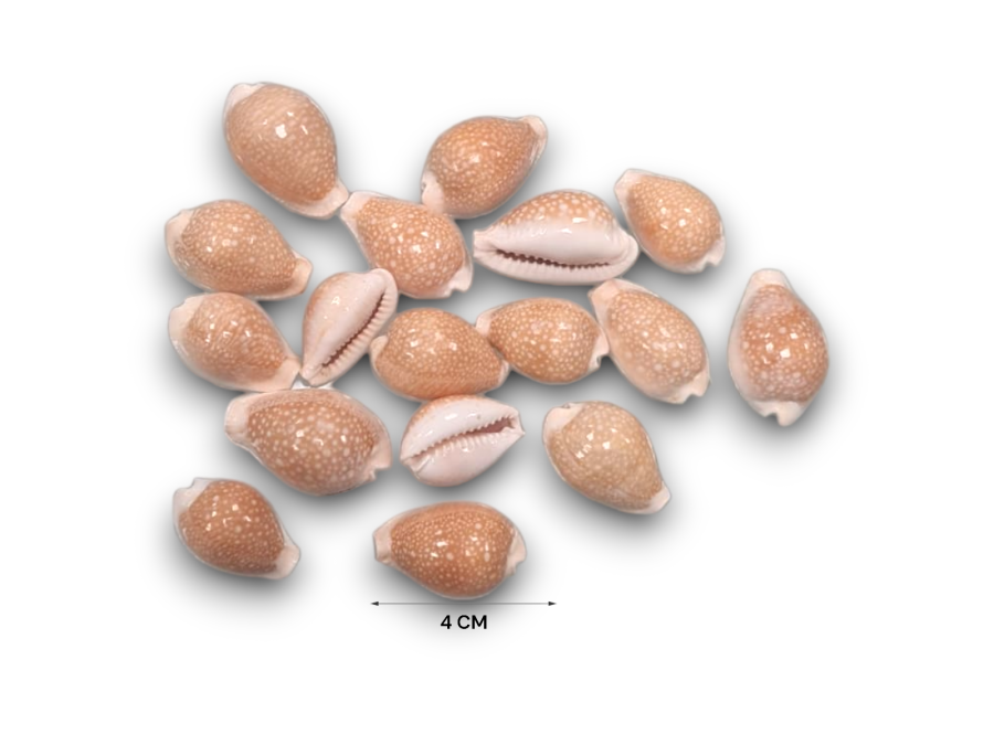 CYPRAEA MILLEARIS 04cm pack 25