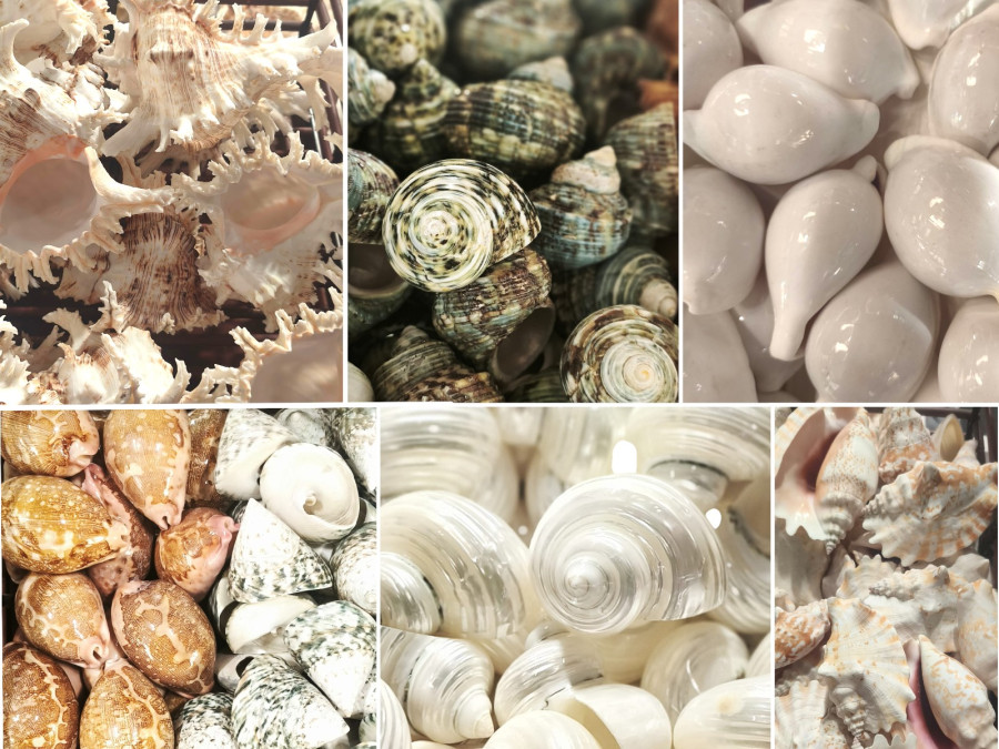 CONCHAS PARA EXPOSITORES