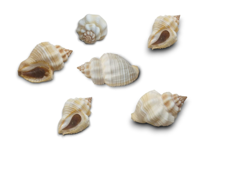 BURSA CON OPERCULO 04cm