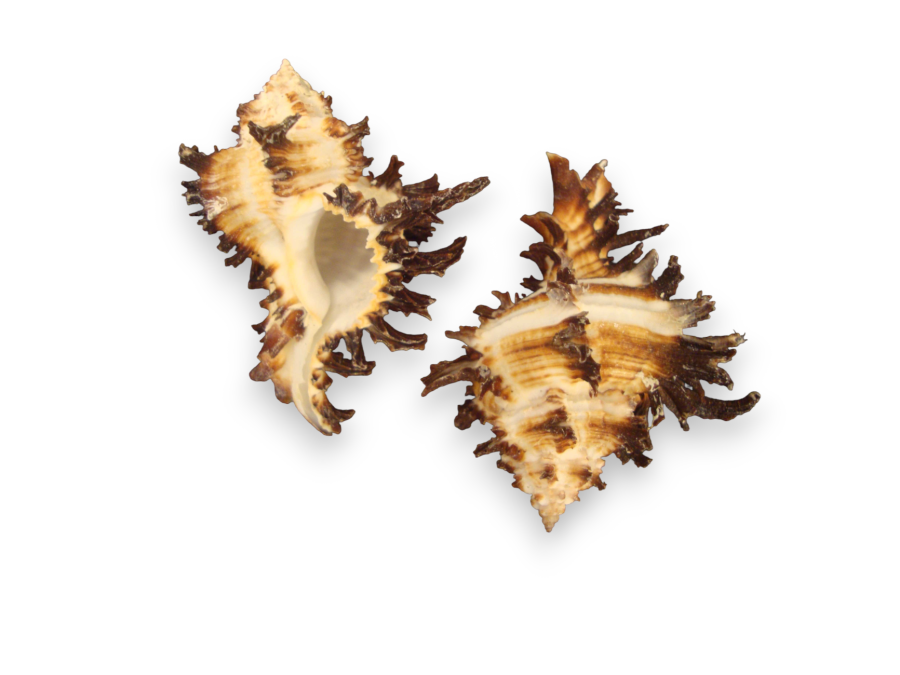 MUREX ENDIVIA 10cm pack 25