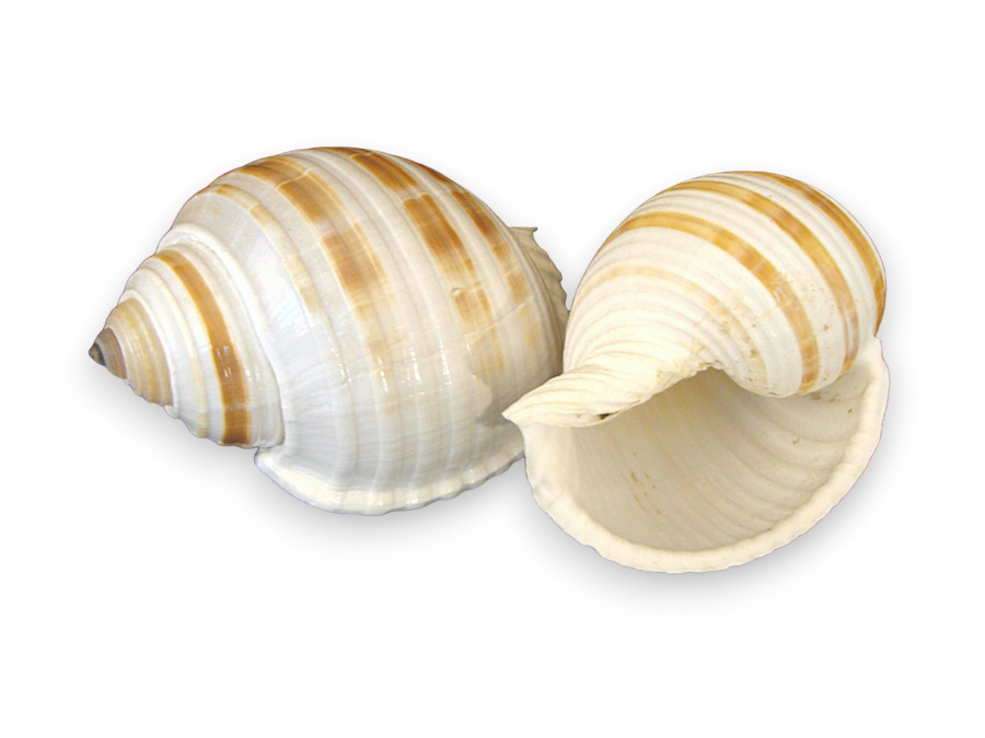 TONNA SULCOSA 10-11cm pack 5