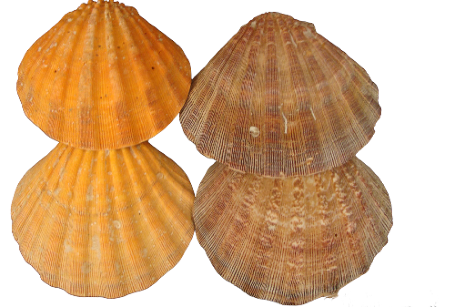 VIEIRA JAPONICA 13-14cm pack 25