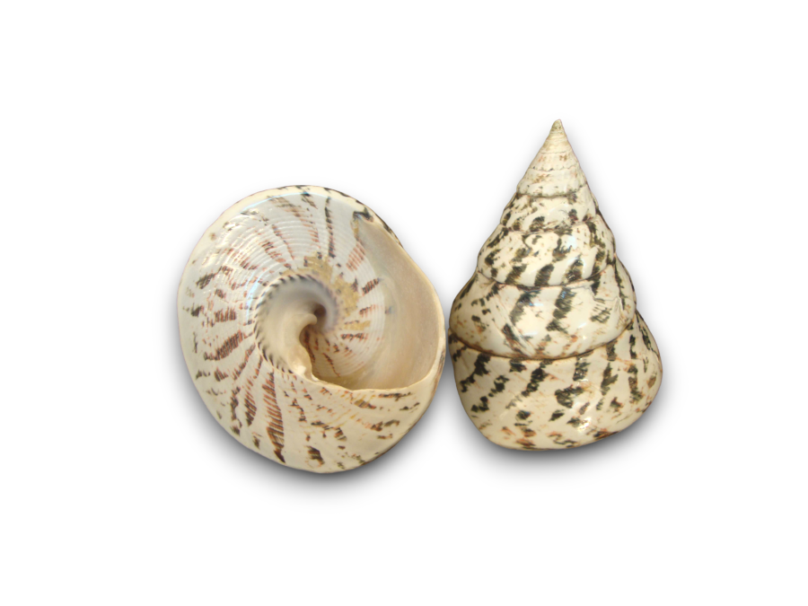 TROCHA VERDE MALE 06cm pack 25