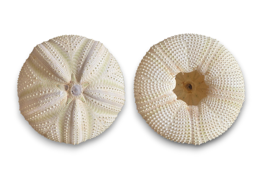 ERIZO DEEP BODY 12-15cm