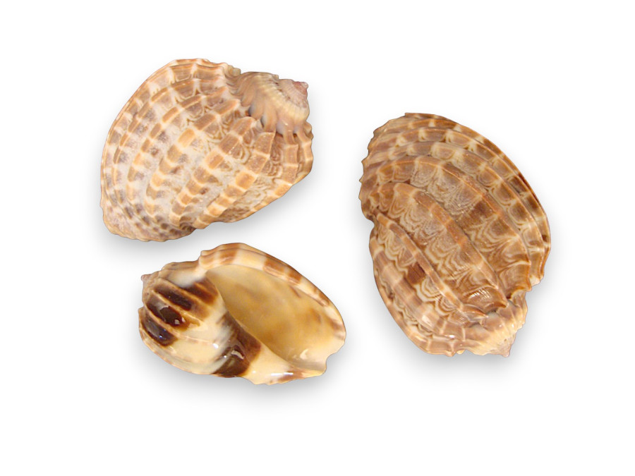 HARPA ARTICULARIS 09cm pack 25