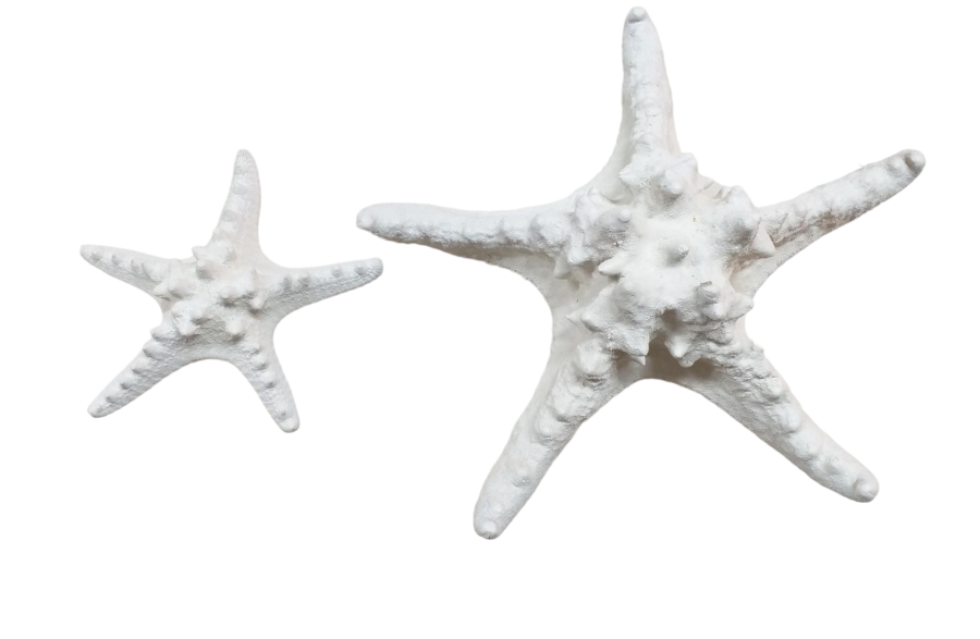 ESTRELLA FILIPINA BLANCA