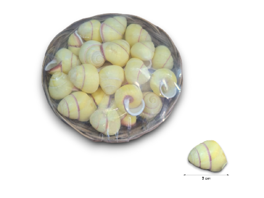 HELYCOSTILA ANNULATA SOBERBY 02cm