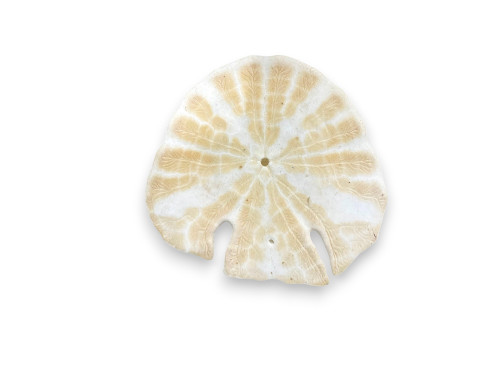 SAND DOLLAR FISH 11-12cm