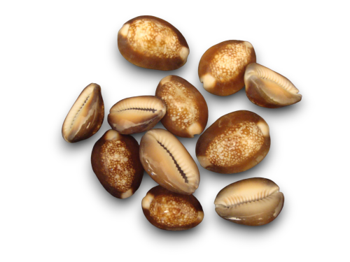 CYPRAEA CAPUT SERPENTIS