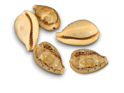 CYPRAEA HUNGERFORDI SOWERBY 04cm pack 25