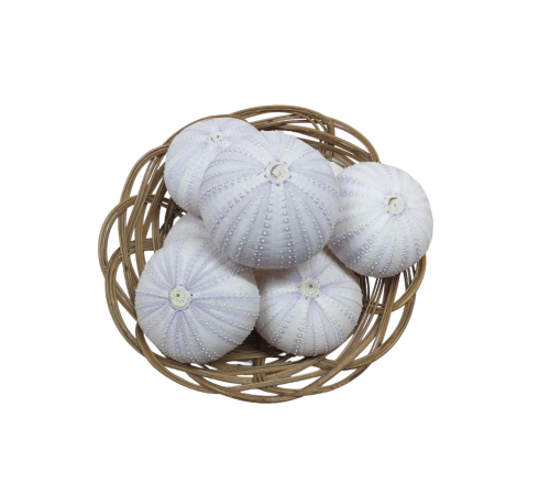 ERIZO LILA 07-08cm (bolsa 12und)