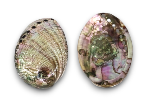 HALIOTIS FULGENS PULIDO 2 MEDIDAS