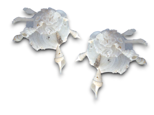 XENEFORA PALLIDULA 08cm