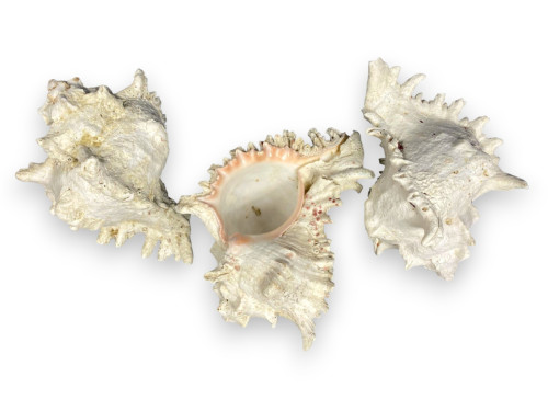 MUREX RAMOSUS BARROCO 21-24cm