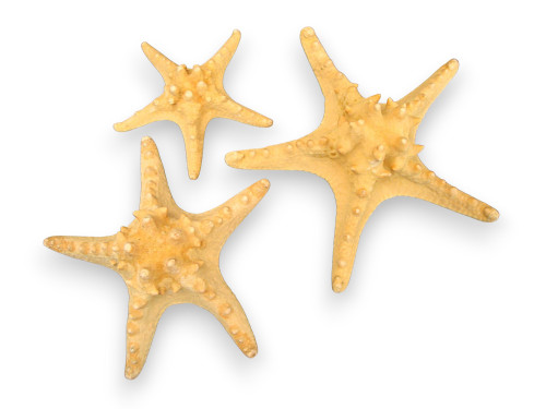 ESTRELLA FILIPINA NATURAL