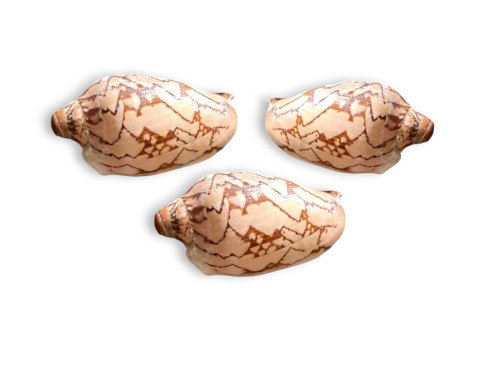 VOLUTA NOBILIS 09-10cm Pack 25