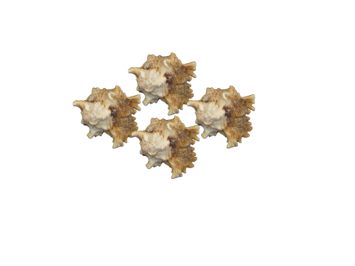 MUREX RAMOSUS 08-10cm pack 25