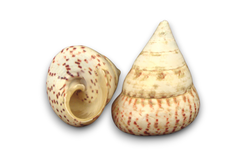 TROCHA ROSA 05cm pack 25