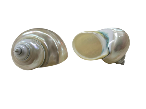 TURBO IMPERIAL NACAR