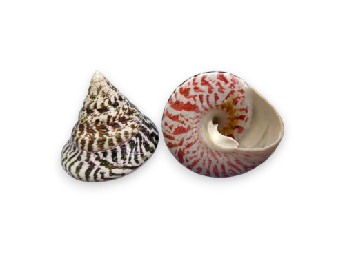 TROCHA VERDE MALE 10-12cm