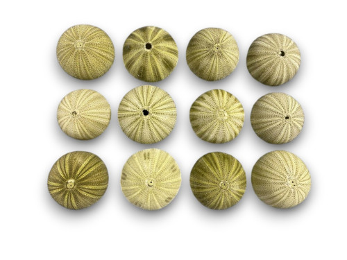 ERIZO VERDE 05cm (bolsa de 12 und)