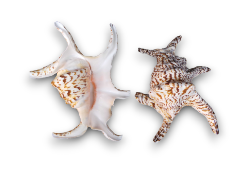 LAMBYS CHIRAGRA HEMBRA 18-20cm