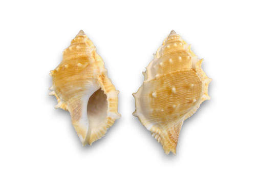 BURSA ESPINOSA 09cm pack 25