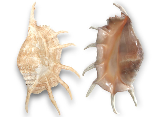 LAMBYS TRUNCATA 1ª CLASE 25-30cm