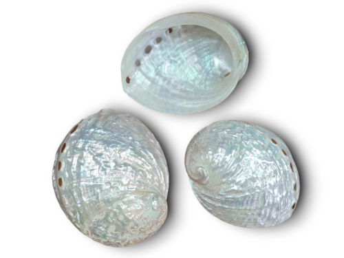 HALIOTIS ASILINUS NACAR 09cm pack 5