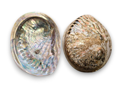 HALIOTIS MIDAE GRIS PULIDO 14cm pack 5