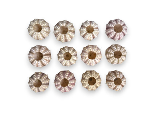 ERIZO SPUTNIK 4-5cm pack 25