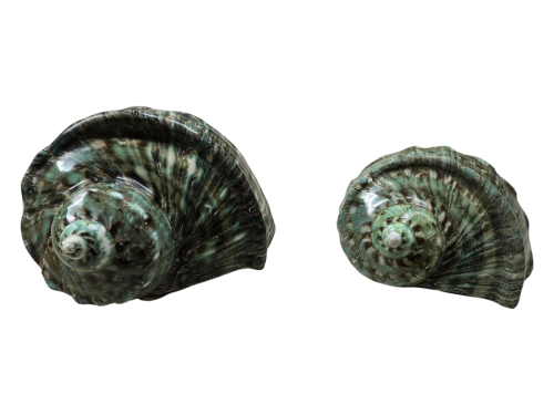 TURBO MARMORATUS VERDE