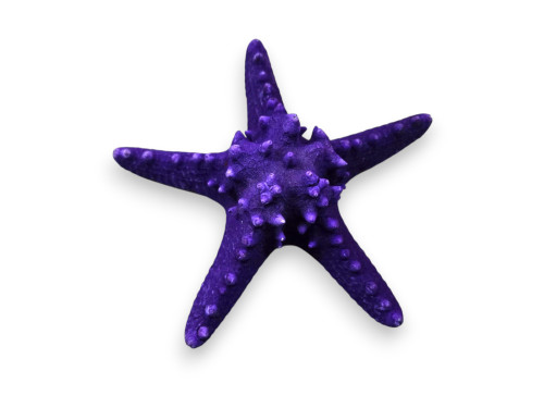 ESTRELLA FILIPINA LILA 18cm