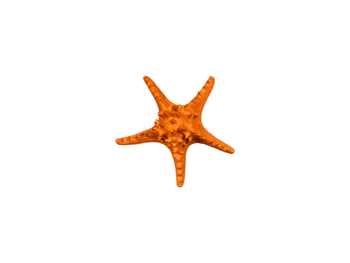 ESTRELLA FILIPINA ORANGE 18cm