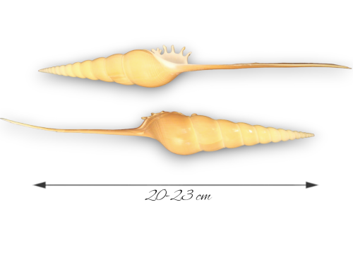 TIBIA FUSUS 20-23cm