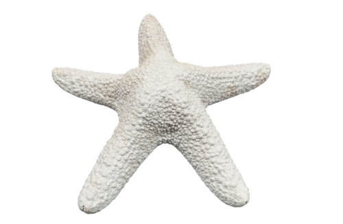 ESTRELLA JUNGLE BLANCA 15-18cm