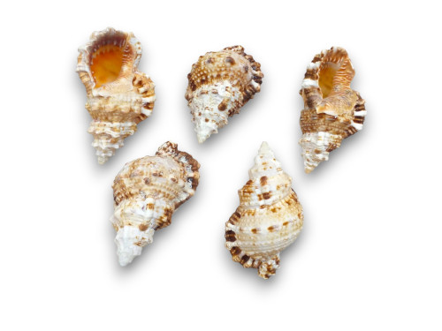 BURSA RUBITA 09cm pack 25