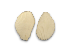 LIMA LIMA BULGARES 08cm Pack 25